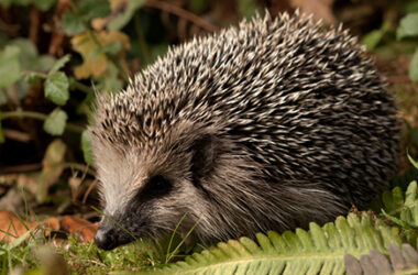 A hedgehog