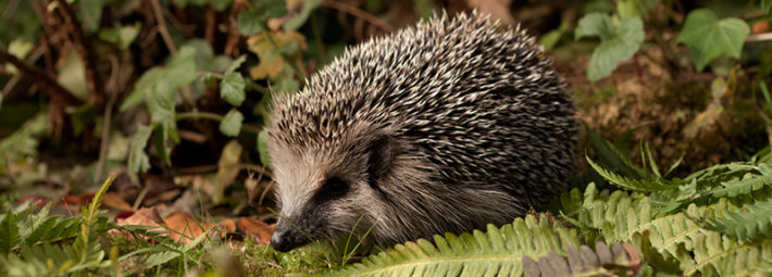 A hedgehog