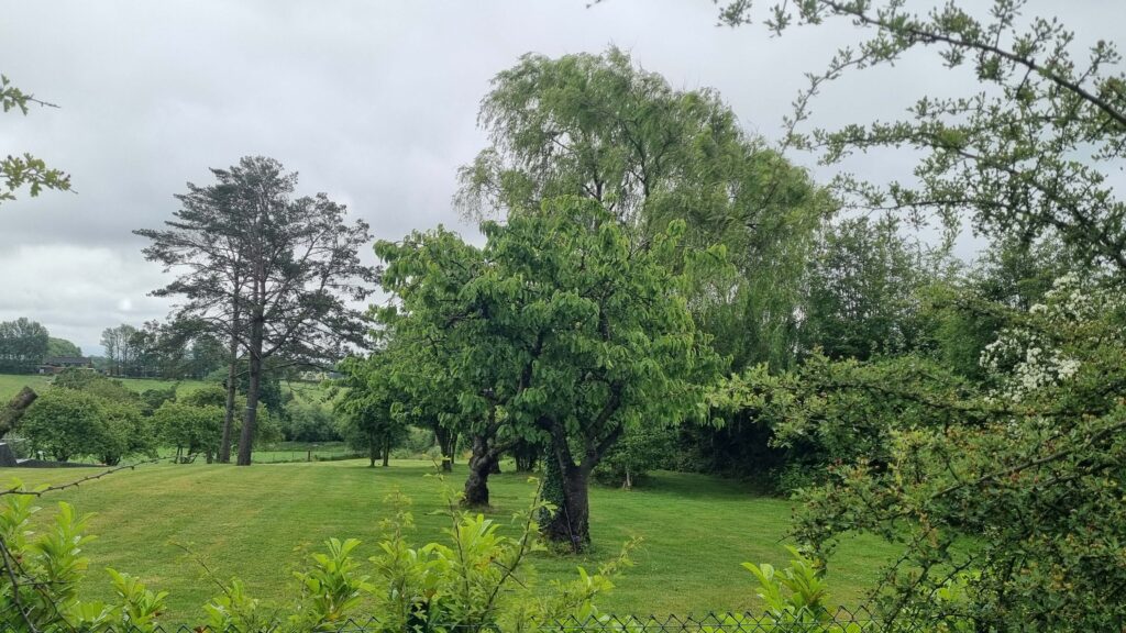 Apple trees in the garden on Mapperley Plains Nottingham next to the Travellers Rest public house
